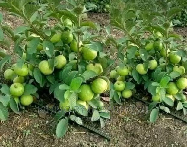 Dwarf Fruit Seedlings Available - thumbnail 4