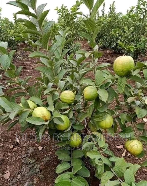 Dwarf Fruit Seedlings Available - thumbnail 5