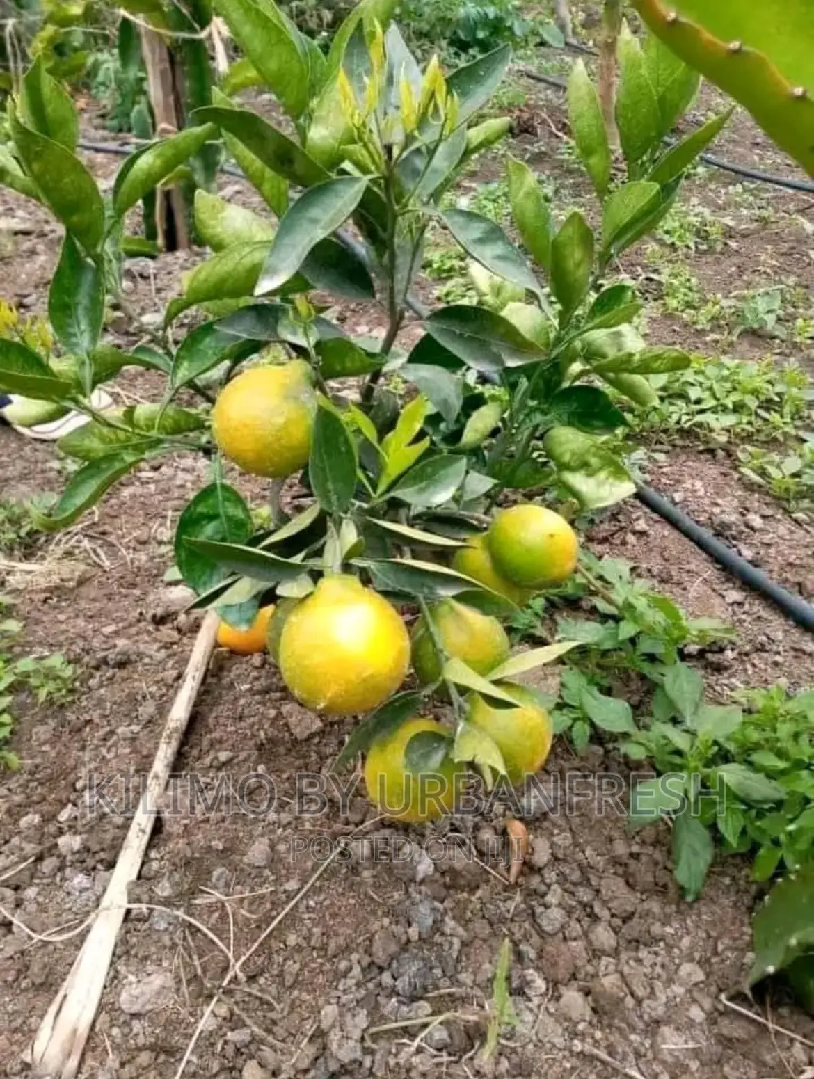 Dwarf Fruit Seedlings Available