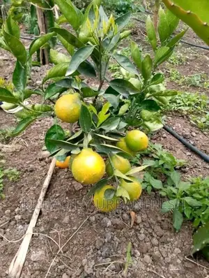 Dwarf Fruit Seedlings Available