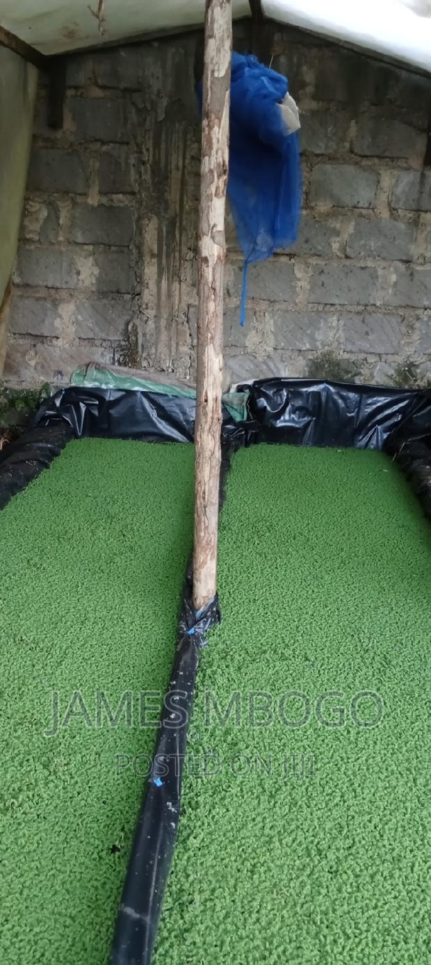 Azolla Seeds - thumbnail 2