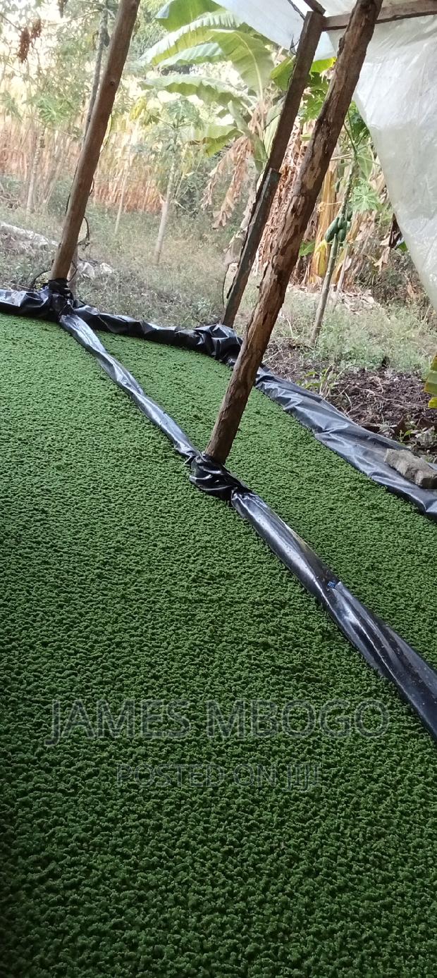 Azolla Seeds - thumbnail 8