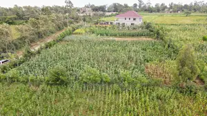 1/4 Acre Kibiku at 6m