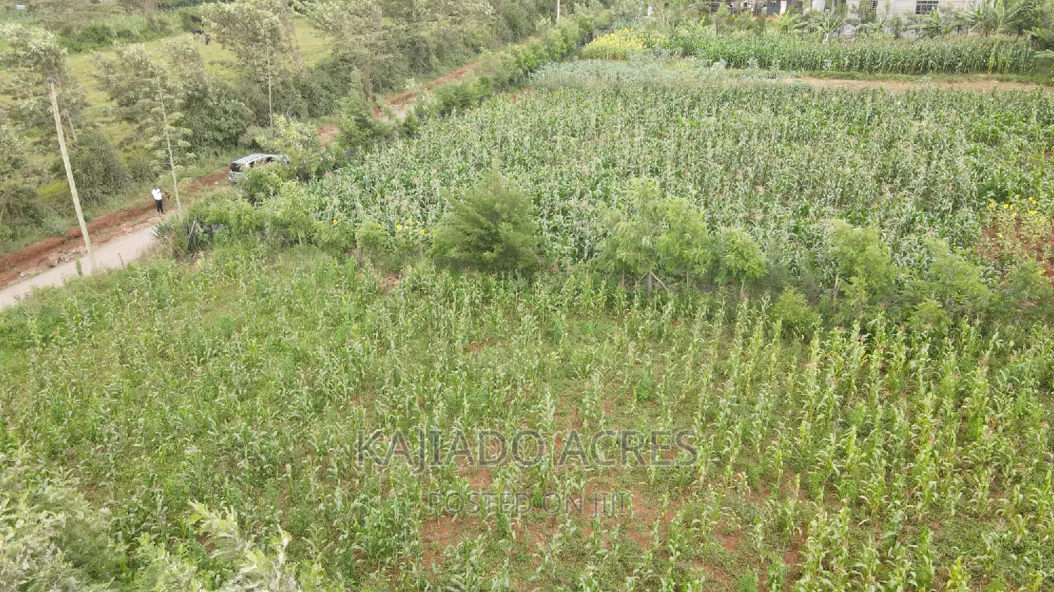 1/4 Acre Kibiku at 6m