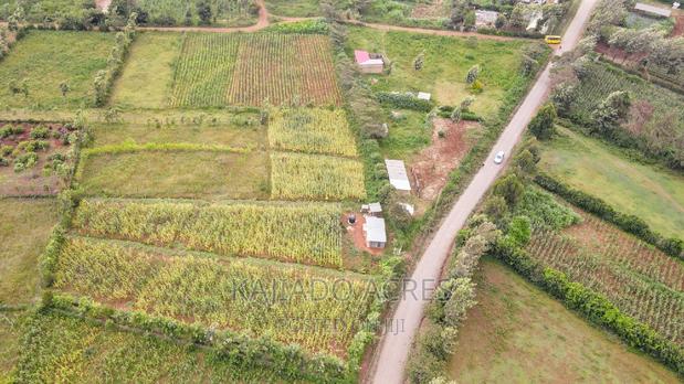 1/4 Acre Kibiku at 6m - thumbnail 3