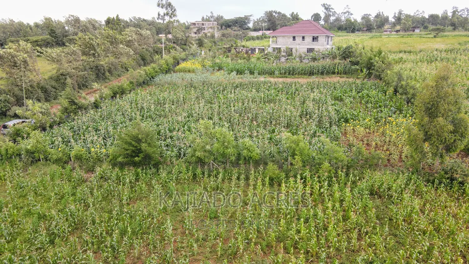 1/4 Acre Kibiku at 6m