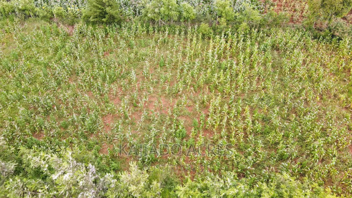 1/4 Acre Kibiku at 6m