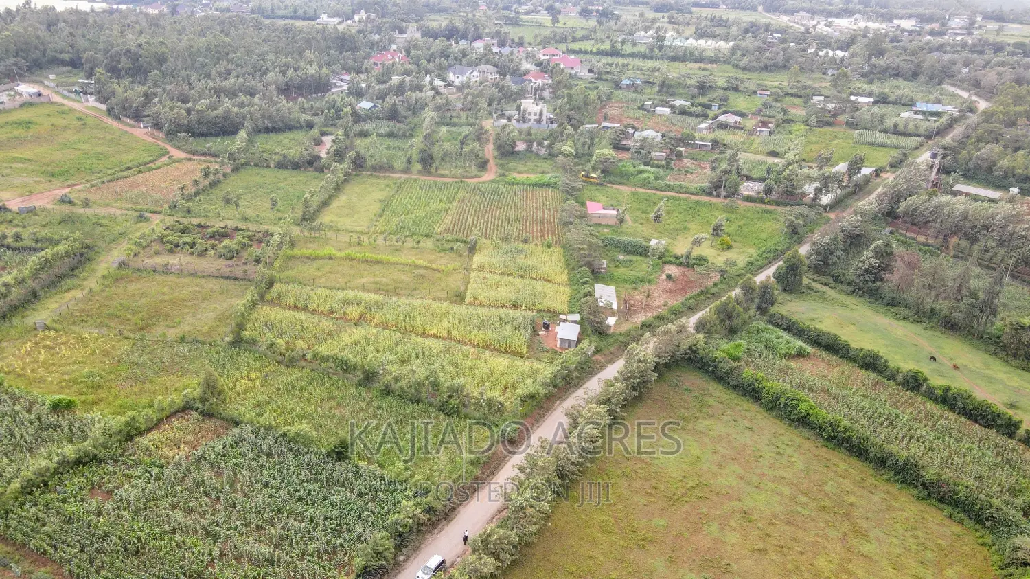 1/4 Acre Kibiku at 6m