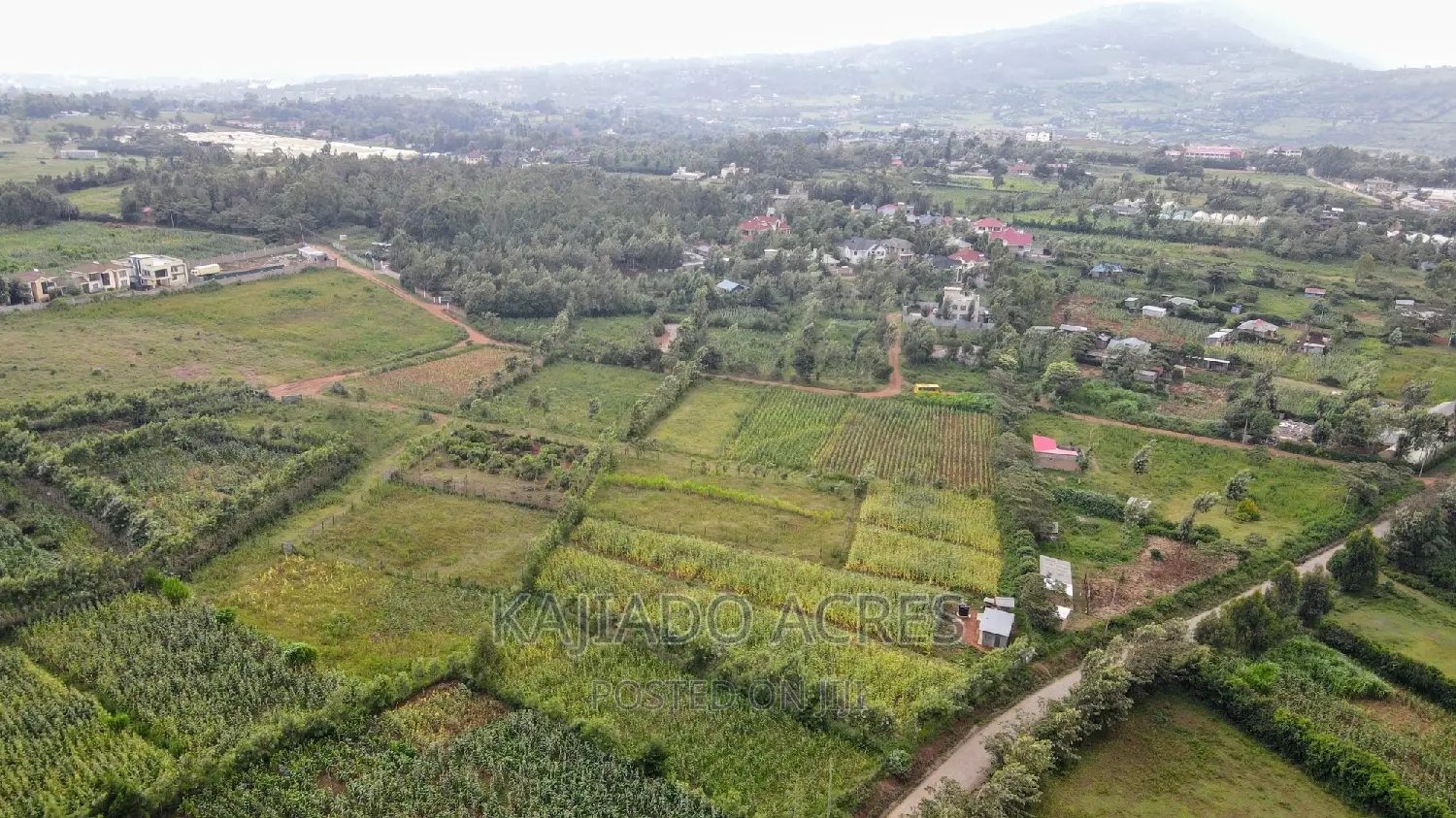1/4 Acre Kibiku at 6m