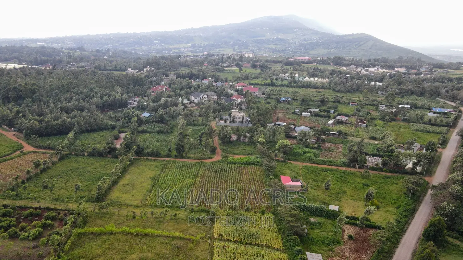 1/4 Acre Kibiku at 6m