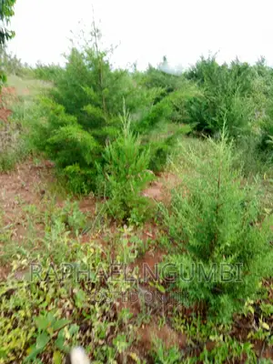 Two (2) Prime Acres at Thaitha Kimutwa Muumandu