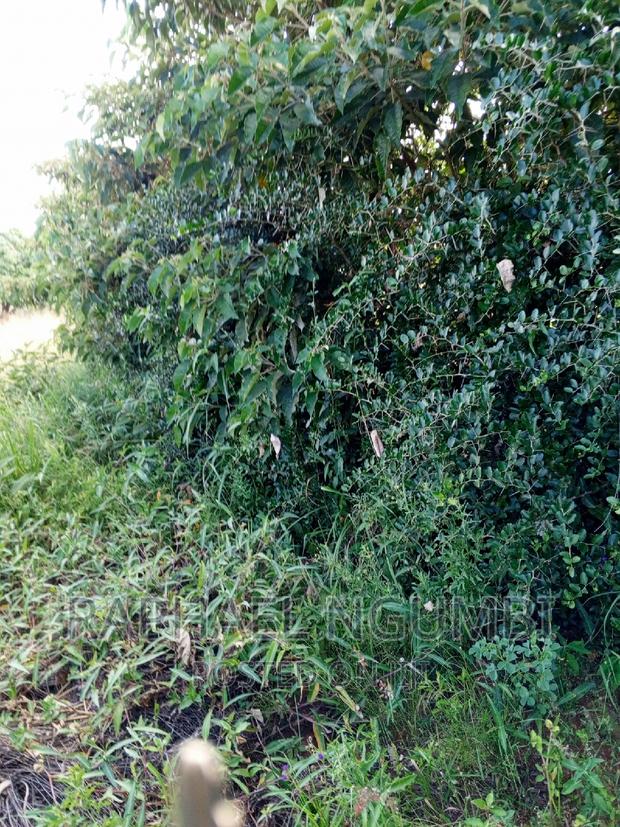 Two (2) Prime Acres at Thaitha Kimutwa Muumandu - thumbnail 3