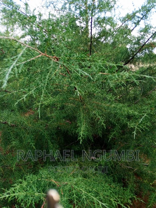 Two (2) Prime Acres at Thaitha Kimutwa Muumandu - thumbnail 4