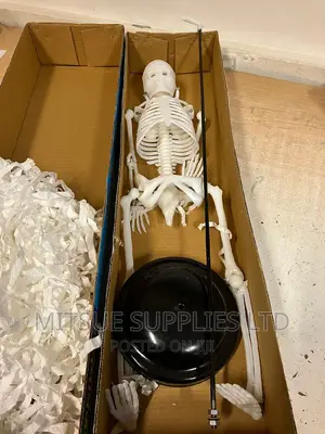 Human Skeleton 70 Cm
