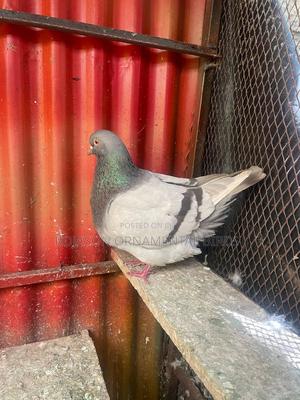 Ornamental Pigeons - main view
