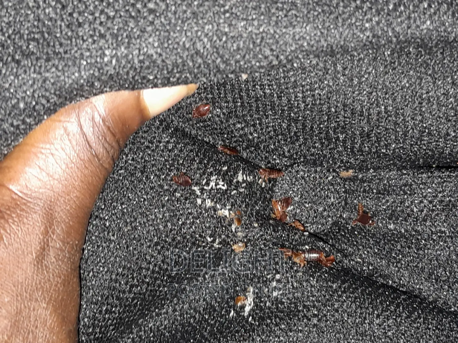Fumigation Services