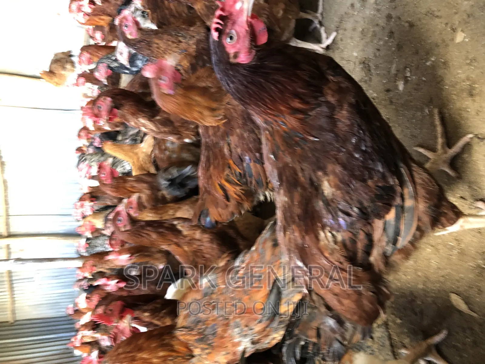 Improved Kienyeji Chicken (Layers)