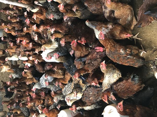 Improved Kienyeji Chicken (Layers) - main view