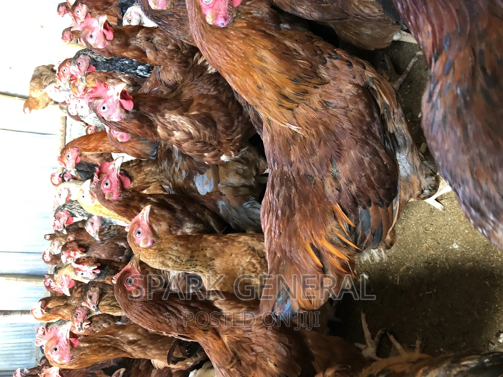 Improved Kienyeji Chicken (Layers)