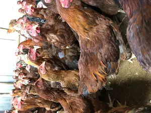 Improved Kienyeji Chicken (Layers)