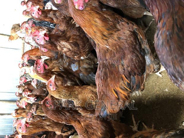 Improved Kienyeji Chicken (Layers) - thumbnail 2
