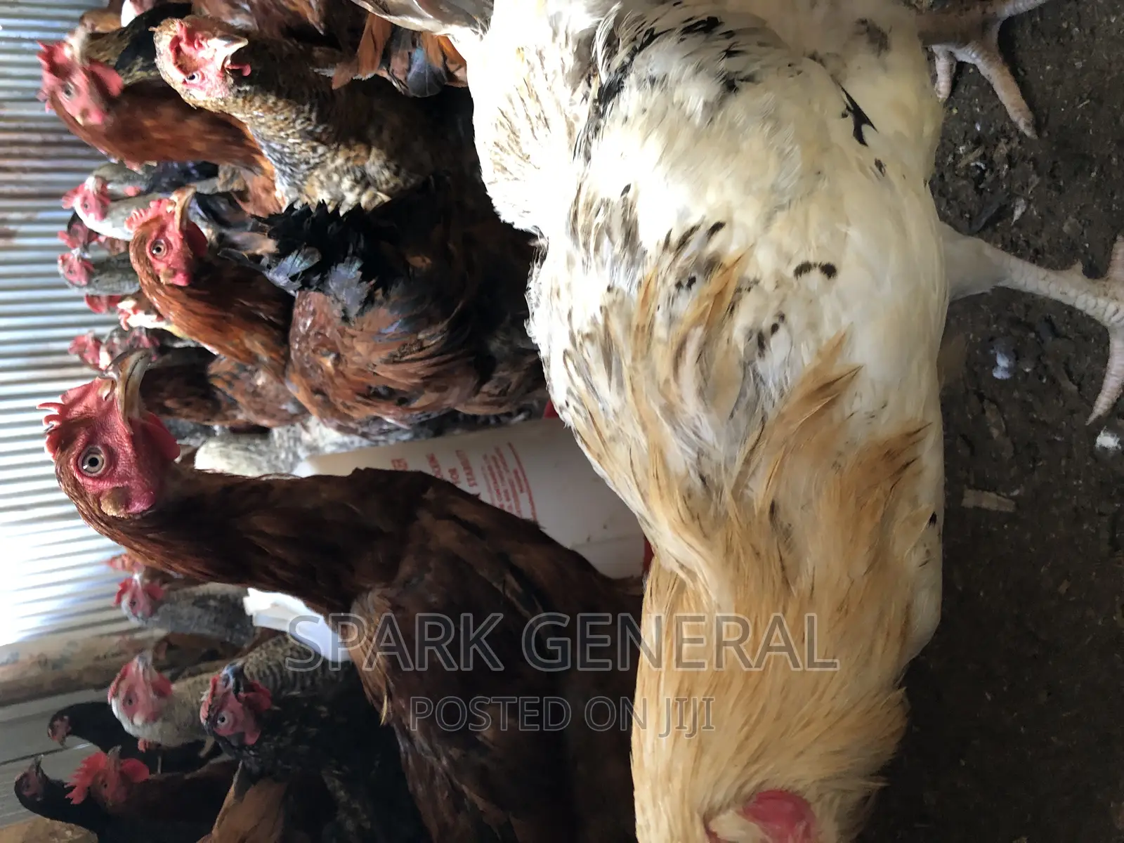 Improved Kienyeji Chicken (Layers)