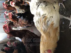 Improved Kienyeji Chicken (Layers)