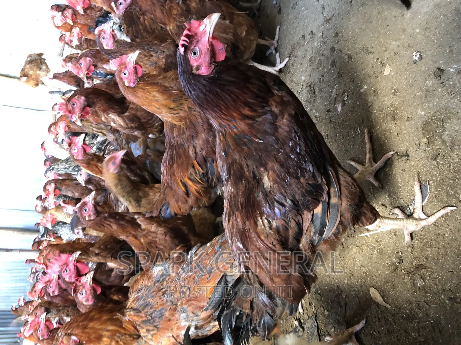Improved Kienyeji Chicken (Layers)