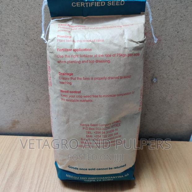 Hybrid Seed Maize DH04 - thumbnail 2
