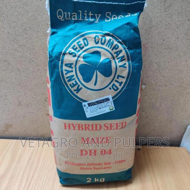 Hybrid Seed Maize DH04