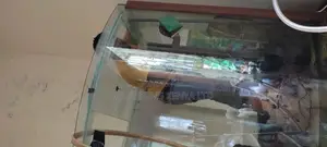 Aquarium Cleaning ,Maintenance and Fish Treatment Services