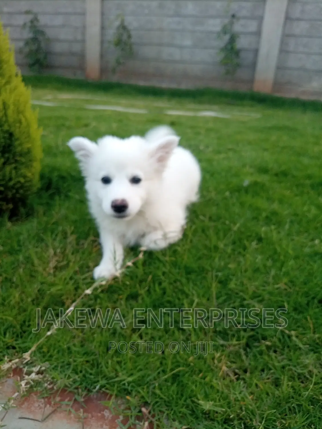 1-3 months Male Purebred Japanese Spitz