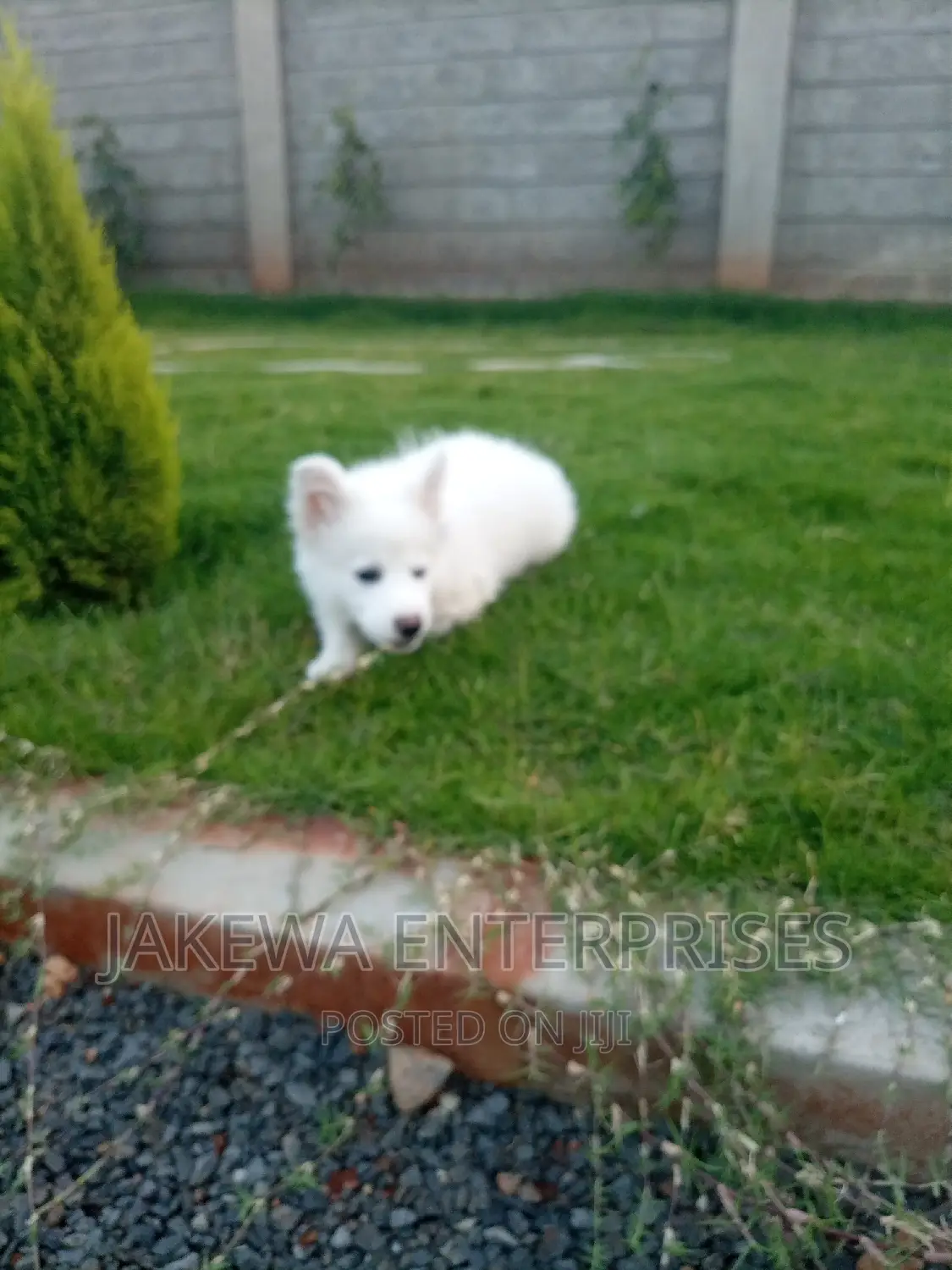 1-3 months Male Purebred Japanese Spitz
