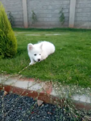 1-3 months Male Purebred Japanese Spitz