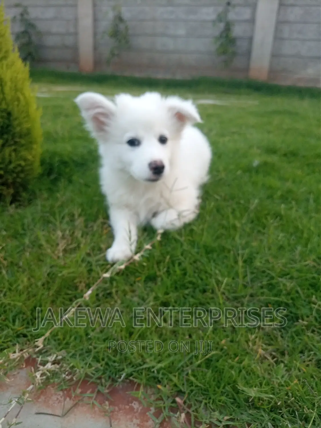 1-3 months Female Purebred Japanese Spitz