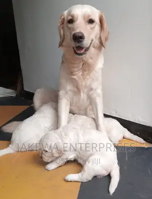 1-3 months Female Purebred Golden Retriever
