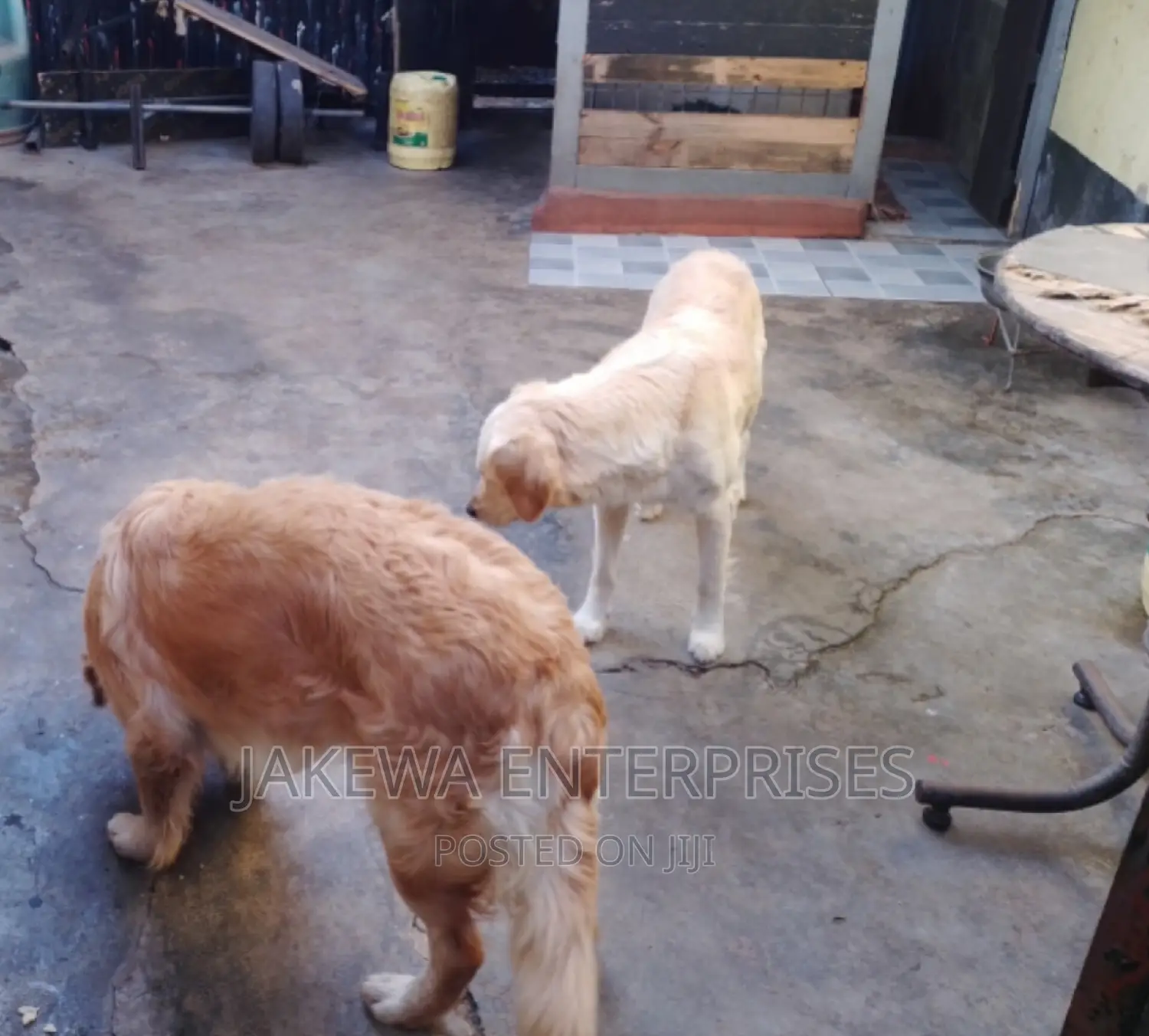 1+ year Male Purebred Golden Retriever