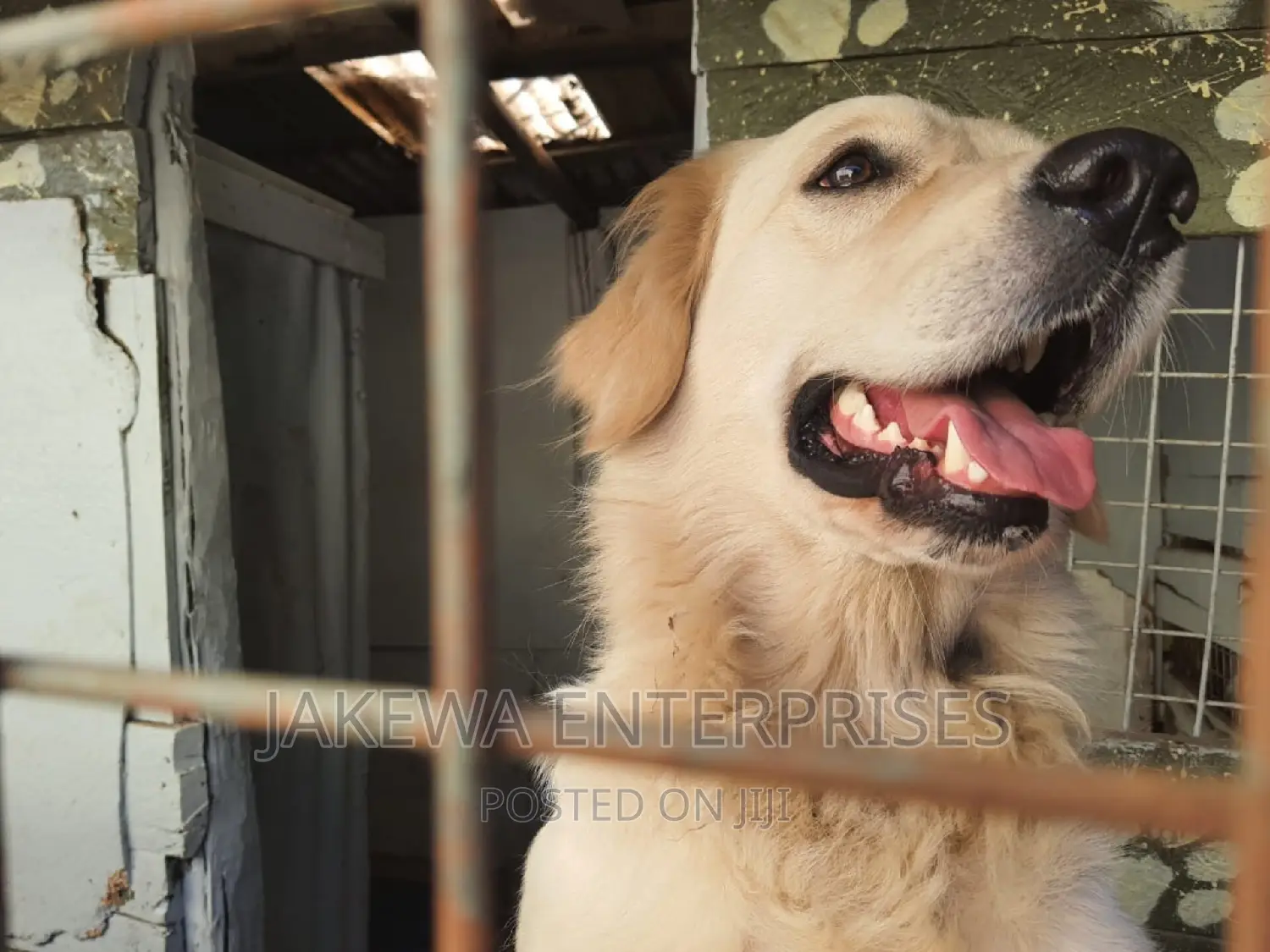 1+ year Female Purebred Golden Retriever