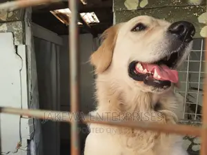 1+ year Female Purebred Golden Retriever