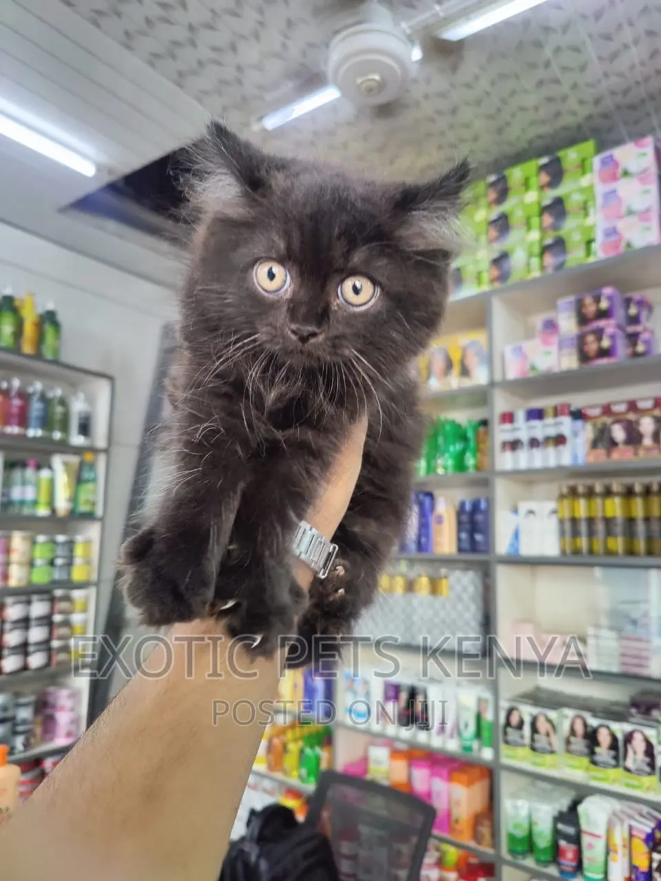1-3 months Male Purebred Persian