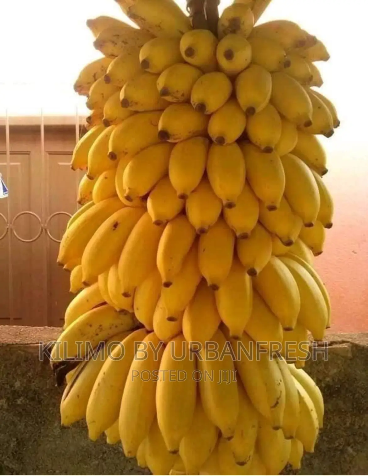 Original Small Size Sweet Banana Suckers for Planting