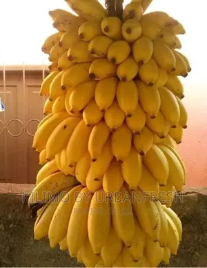Original Small Size Sweet Banana Suckers for Planting