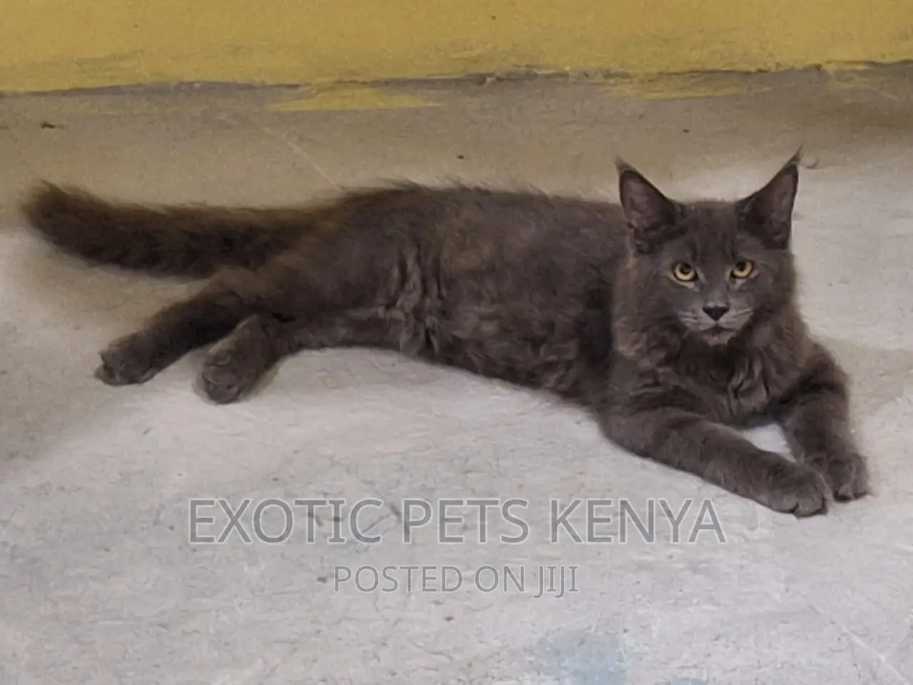 3-6 months Male Purebred Maine Coon