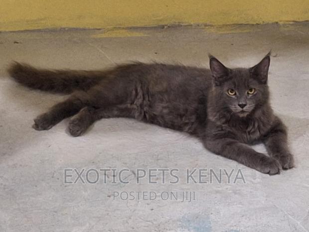 3-6 months Male Purebred Maine Coon