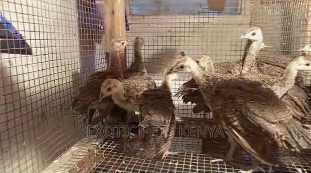 Peachics (Peacock Chics) - main view