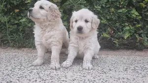 1-3 months Male Purebred Golden Retriever