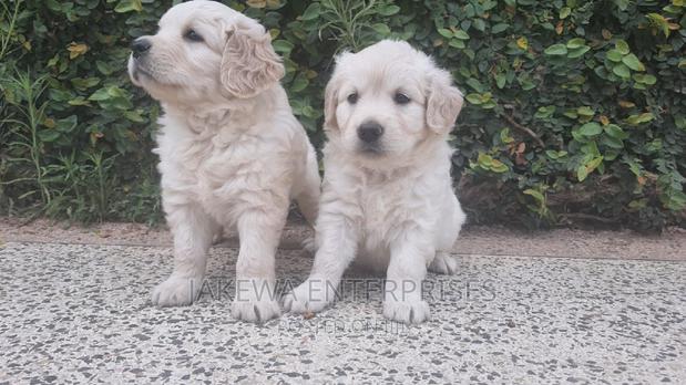 1-3 months Male Purebred Golden Retriever