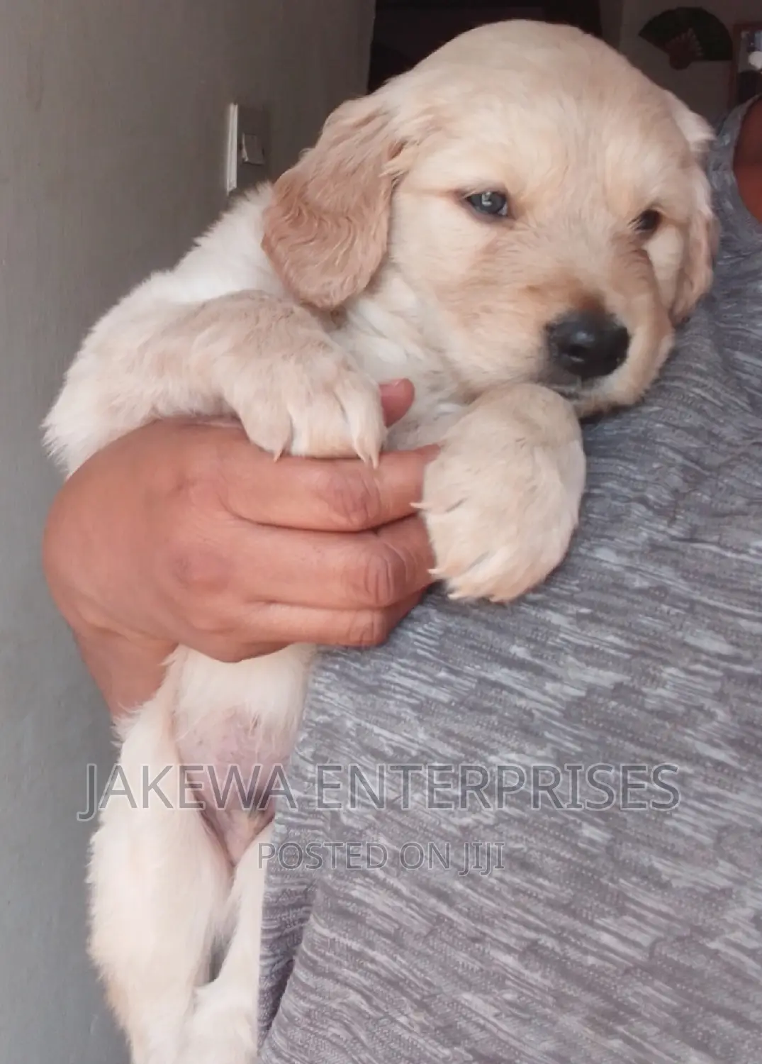 1-3 months Female Purebred Golden Retriever