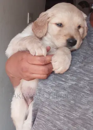 1-3 months Female Purebred Golden Retriever