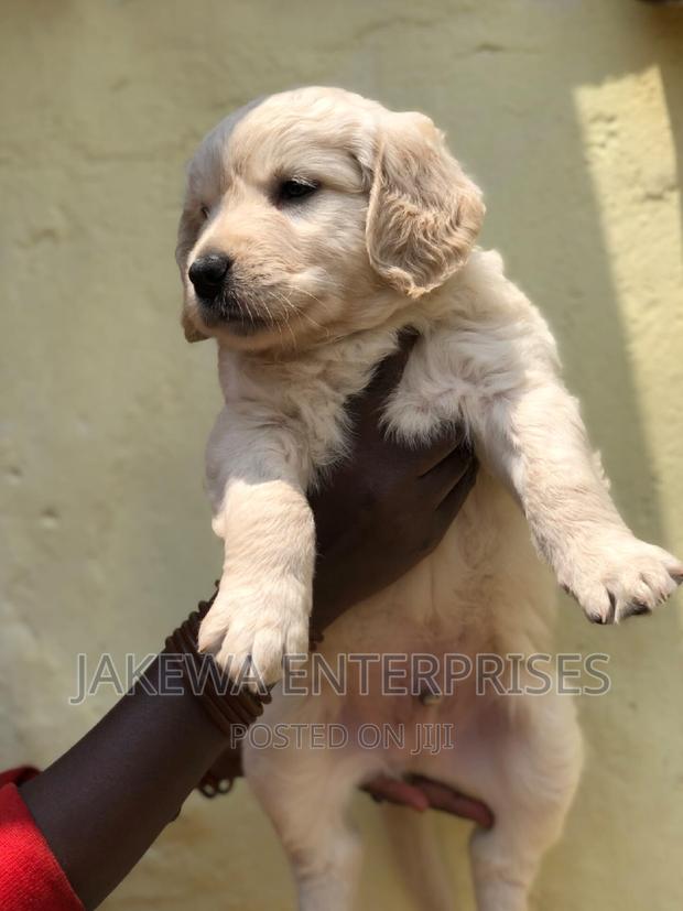 1-3 months Male Purebred Golden Retriever